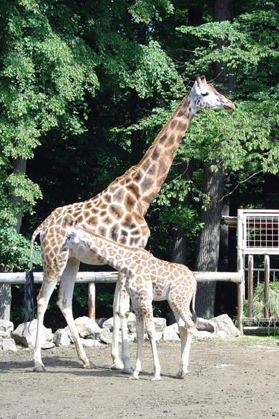 ZOO Lešná
