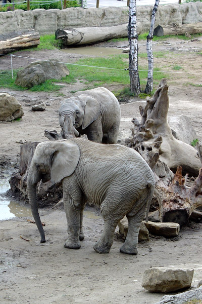 ZOO Lešná