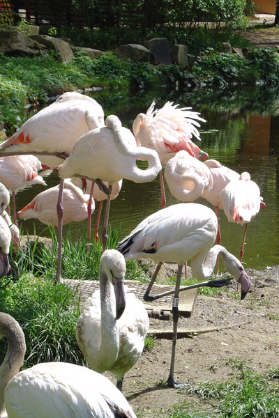 ZOO Jihlava